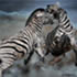 south african artist Faan and Linda Grobler