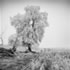 Alexis Swendener artist united states