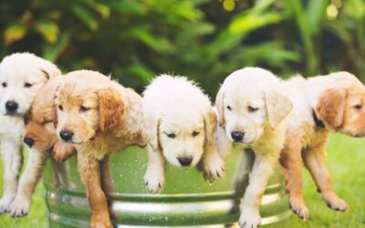 The Most Popular Golden Retriever Gifts for Your Furry Friend