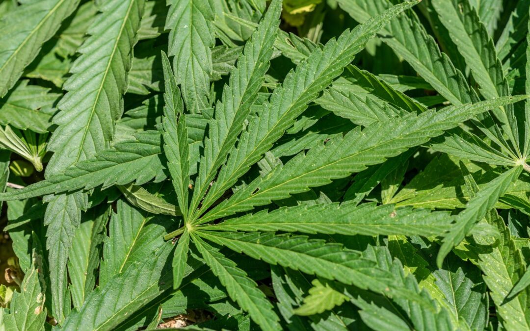 Who Was The First Person to Smoke Weed in the Bible? A Historical