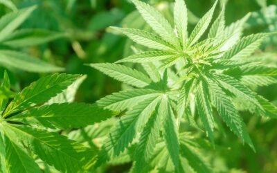 Who Was The First Person to Smoke Weed in the Bible? A Historical Investigation