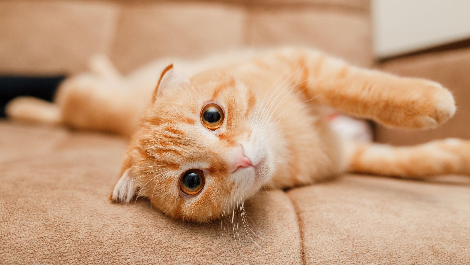 The Curious Behavior Explained Why Does My Cat Flop Over When She Sees