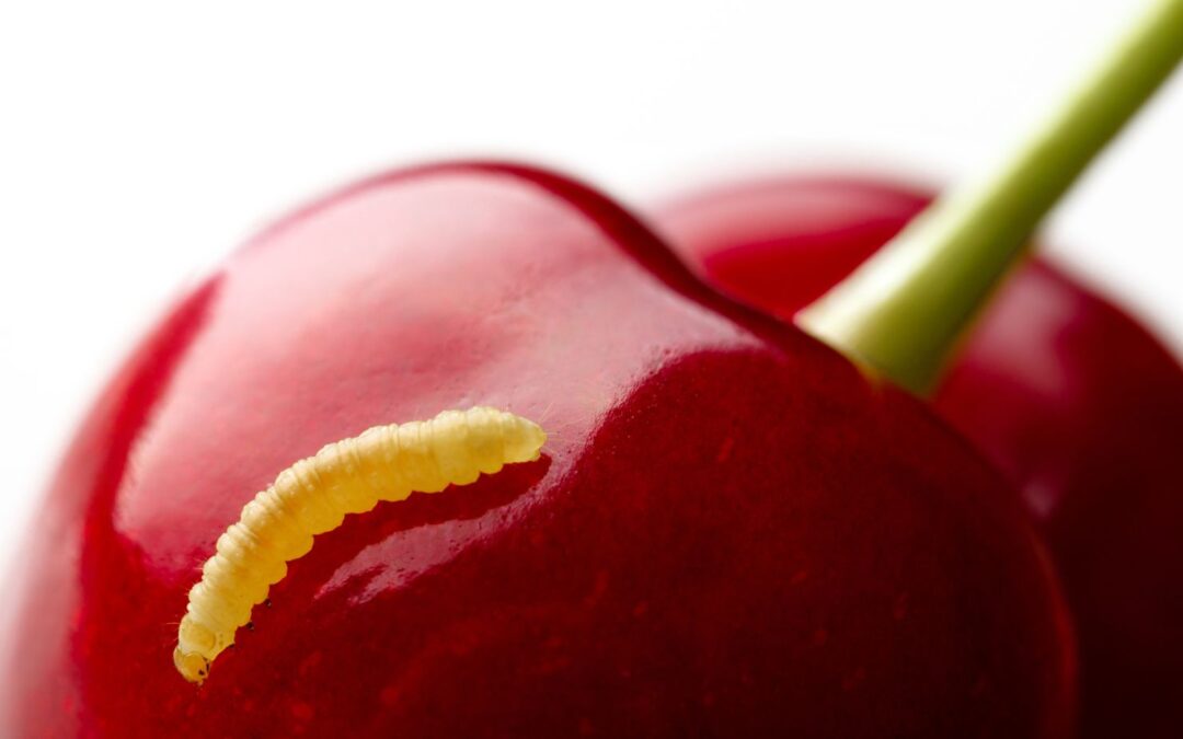 Do Worms in Cherries Harm the Person Eating Them? A Closer Look at