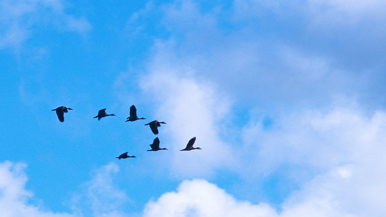 Discover What Is A Group Of Ducks Called You Won t Believe It The discover-what-is-a-group-of-ducks-called-you-won-t-believe-it-the