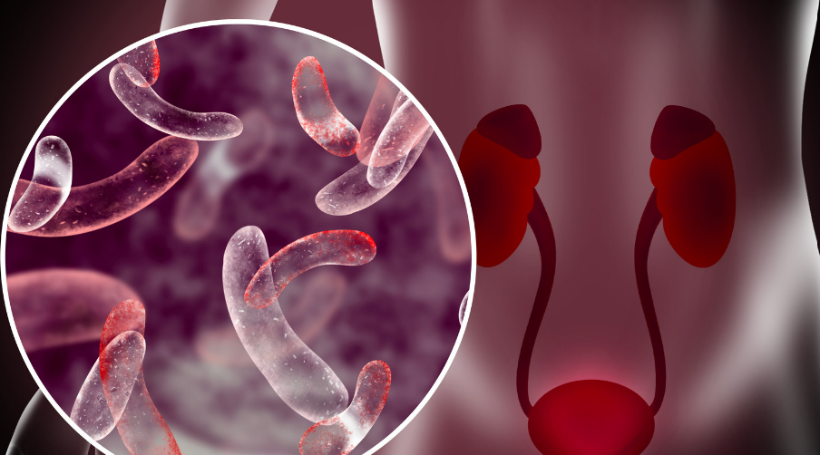 how do serous membranes protect organs from infection