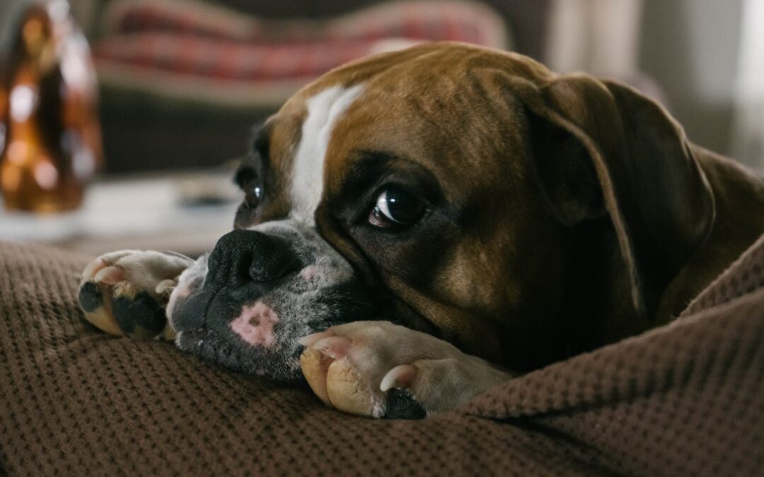 english bulldog puppies for sale near me