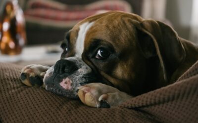 Find Reputable English Bulldog Puppies For Sale Near Me