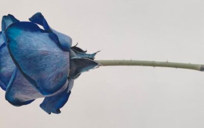 What Is The Meaning Of Blue Rose?