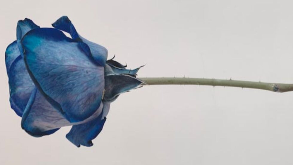 Secret Meaning Of Blue Rose Unveiled