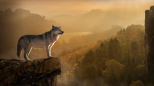 epic galaxy wolf wallpaper